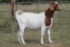 4X BOERBOK OOI/EWE FLOCK FLOCK (PAY PER ANIMAL TO TAKE ALL) - 6