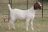 6X BOERBOK OOI/EWE (PAY PER ANIMAL TO TAKE ALL) - 11