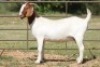 4X BOERBOK OOI/EWE FLOCK FLOCK (PAY PER ANIMAL TO TAKE ALL) - 2