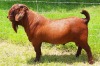 LOT 31 1X RAM Albian Stud STOET