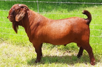 LOT 31 1X RAM Albian Stud STOET