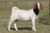 4X BOERBOK OOI/EWE FLOCK FLOCK (PAY PER ANIMAL TO TAKE ALL) - 5