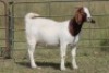 4X BOERBOK OOI/EWE FLOCK FLOCK (PAY PER ANIMAL TO TAKE ALL) - 6