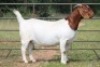 2X BOERBOK OOI/EWE FLOCK FLOCK (PAY PER ANIMAL TO TAKE ALL) - 3