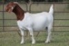 2X BOERBOK OOI/EWE FLOCK FLOCK (PAY PER ANIMAL TO TAKE ALL) - 5