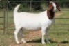 2X BOERBOK OOI/EWE FLOCK FLOCK (PAY PER ANIMAL TO TAKE ALL) - 8