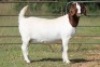 2X BOERBOK OOI/EWE FLOCK FLOCK (PAY PER ANIMAL TO TAKE ALL) - 9