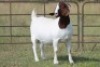 2X BOERBOK OOI/EWE FLOCK FLOCK (PAY PER ANIMAL TO TAKE ALL) - 10