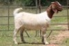 2X BOERBOK F 20391 - K FLOCK (PAY PER ANIMAL TO TAKE ALL)
21033 - PS - 2