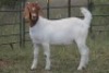 6X BOERBOK OOI/EWE FLOCK FLOCK (PAY PER ANIMAL TO TAKE ALL)