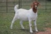 6X BOERBOK OOI/EWE FLOCK FLOCK (PAY PER ANIMAL TO TAKE ALL) - 2