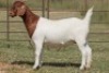 6X BOERBOK OOI/EWE FLOCK FLOCK (PAY PER ANIMAL TO TAKE ALL) - 3