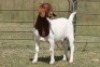 6X BOERBOK OOI/EWE FLOCK FLOCK (PAY PER ANIMAL TO TAKE ALL) - 4