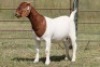 6X BOERBOK OOI/EWE FLOCK FLOCK (PAY PER ANIMAL TO TAKE ALL) - 5