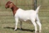 6X BOERBOK OOI/EWE FLOCK FLOCK (PAY PER ANIMAL TO TAKE ALL) - 6
