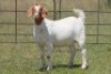 6X BOERBOK OOI/EWE FLOCK FLOCK (PAY PER ANIMAL TO TAKE ALL) - 7