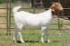 6X BOERBOK OOI/EWE FLOCK FLOCK (PAY PER ANIMAL TO TAKE ALL) - 8