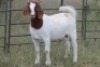 6X BOERBOK OOI/EWE FLOCK FLOCK (PAY PER ANIMAL TO TAKE ALL) - 9