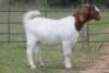 6X BOERBOK OOI/EWE FLOCK FLOCK (PAY PER ANIMAL TO TAKE ALL) - 10
