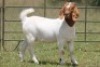 6X BOERBOK OOI/EWE FLOCK FLOCK (PAY PER ANIMAL TO TAKE ALL) - 11