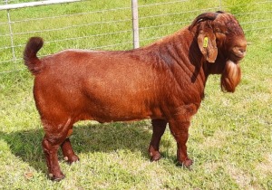 LOT 33 1X RAM Albian Stud KUDDE