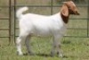 6X BOERBOK OOI/EWE FLOCK FLOCK (PAY PER ANIMAL TO TAKE ALL) - 12