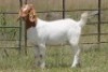 6X BOERBOK OOI/EWE FLOCK FLOCK (PAY PER ANIMAL TO TAKE ALL) - 13