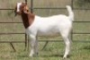 6X BOERBOK OOI/EWE FLOCK FLOCK (PAY PER ANIMAL TO TAKE ALL) - 14