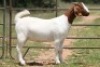 6X BOERBOK OOI/EWE FLOCK FLOCK (PAY PER ANIMAL TO TAKE ALL) - 15