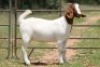 6X BOERBOK OOI/EWE FLOCK FLOCK (PAY PER ANIMAL TO TAKE ALL) - 16