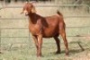 7X KALAHARI RED OOI/EWE (PAY PER ANIMAL TO TAKE ALL) - 12
