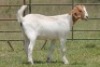 4X BOERBOK OOI/EWE (PAY PER ANIMAL TO TAKE ALL)