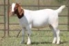 4X BOERBOK OOI/EWE (PAY PER ANIMAL TO TAKE ALL) - 2