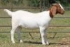 4X BOERBOK OOI/EWE (PAY PER ANIMAL TO TAKE ALL) - 3