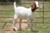 4X BOERBOK OOI/EWE (PAY PER ANIMAL TO TAKE ALL) - 4