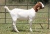 4X BOERBOK OOI/EWE (PAY PER ANIMAL TO TAKE ALL) - 5