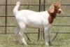 4X BOERBOK OOI/EWE (PAY PER ANIMAL TO TAKE ALL) - 6