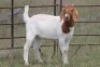 4X BOERBOK OOI/EWE (PAY PER ANIMAL TO TAKE ALL) - 7