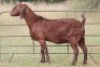 7X KALAHARI RED OOI/EWE (PAY PER ANIMAL TO TAKE ALL) - 7