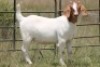 6X BOERBOK OOI/EWE 21104-7, 21108-8 (PAY PER ANIMAL TO TAKE ALL) - 8