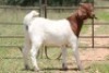 6X BOERBOK OOI/EWE 21104-7, 21108-8 (PAY PER ANIMAL TO TAKE ALL) - 12