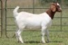 6X BOERBOK OOI/EWE 21104-7, 21108-8 (PAY PER ANIMAL TO TAKE ALL) - 13