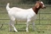 6X BOERBOK OOI/EWE 21104-7, 21108-8 (PAY PER ANIMAL TO TAKE ALL) - 14