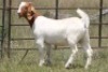 6X BOERBOK OOI/EWE 21104-7, 21108-8 (PAY PER ANIMAL TO TAKE ALL) - 15