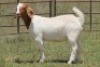 6X BOERBOK OOI/EWE 21104-7, 21108-8 (PAY PER ANIMAL TO TAKE ALL) - 16