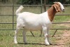 6X BOERBOK OOI/EWE 21104-7, 21108-8 (PAY PER ANIMAL TO TAKE ALL) - 17