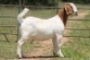 6X BOERBOK OOI/EWE 21104-7, 21108-8 (PAY PER ANIMAL TO TAKE ALL) - 18