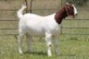 6X BOERBOK OOI/EWE 21104-7, 21108-8 (PAY PER ANIMAL TO TAKE ALL) - 21