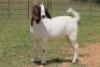6X BOERBOK OOI/EWE 21104-7, 21108-8 (PAY PER ANIMAL TO TAKE ALL) - 22
