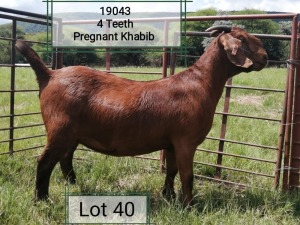 LOT 40 1X OOI/EWE Dhidejak Kalahari Reds STOET DRAGTIG